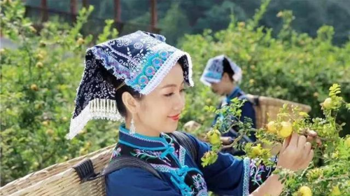 刺梨的前景_刺梨的骗局_致富经 刺梨