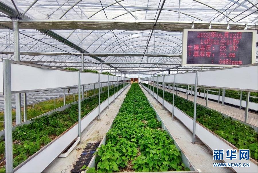 农村致富新项目种植业_农村特殊种植致富_农村致富种植项目