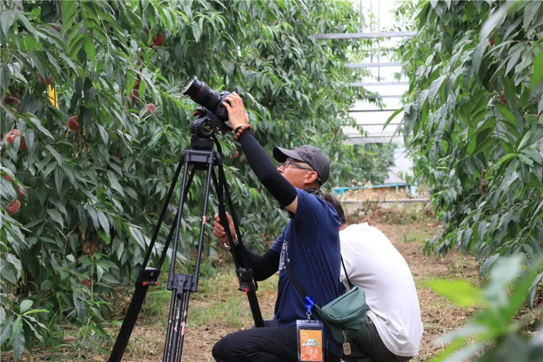 cctv7致富经视频采摘园_cctv7致富经视频采摘园_cctv7致富经视频采摘园