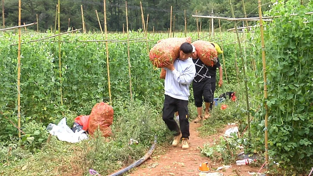 豌豆种植技术_种植豌豆农村致富_农广天地豌豆种植技术视频