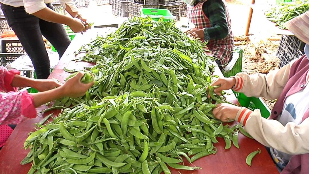 农广天地豌豆种植技术视频_种植豌豆农村致富_豌豆种植技术