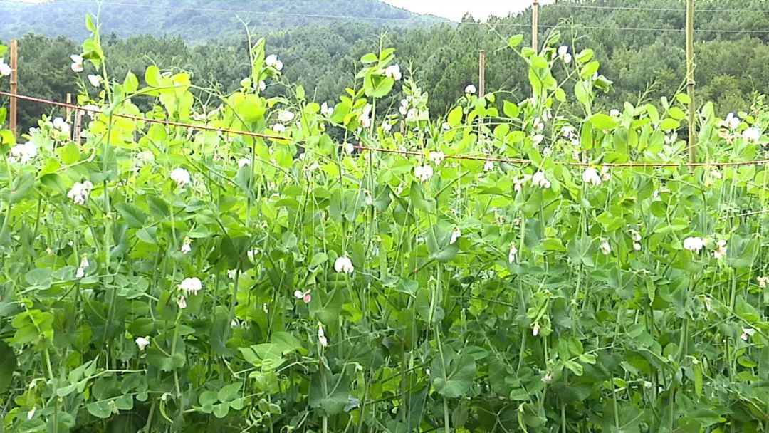 农广天地豌豆种植技术视频_豌豆种植技术_种植豌豆农村致富