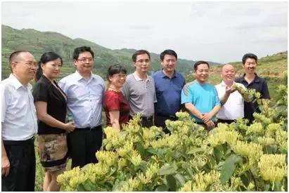 中药种植技术白芨视频_中药白芨种植技术_中药种植技术白芨图片