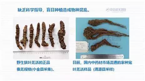 中药白芨种植技术_中药种植技术白芨图片_中药种植技术白芨视频