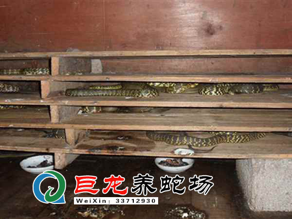 黑眉锦蛇能当宠物蛇养么_锦蛇饲养_黑眉锦蛇养殖技术