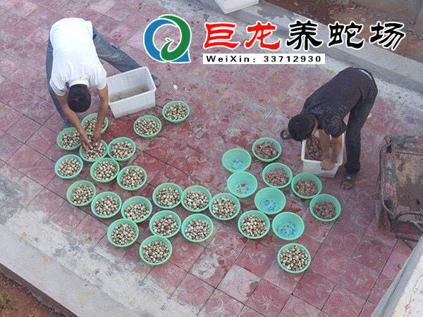 黑眉锦蛇养殖技术_锦蛇饲养_黑眉锦蛇能当宠物蛇养么