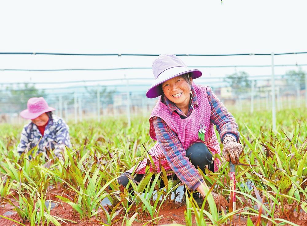 宣威市落水镇打造“白芨小镇” “苦药材”种出“甜日子”