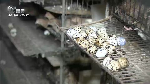 鹌鹑养殖致富_致富经鹌鹑养殖技术视频_每日农经致富经鹌鹑