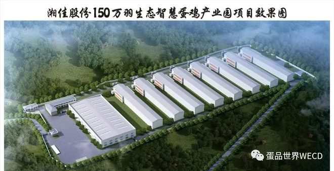 养蛋鸡视频大全视频农户_生态蛋鸡养殖技术视频_最新蛋鸡养殖技术视频