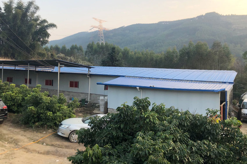余荣的鹌鹑养殖场。