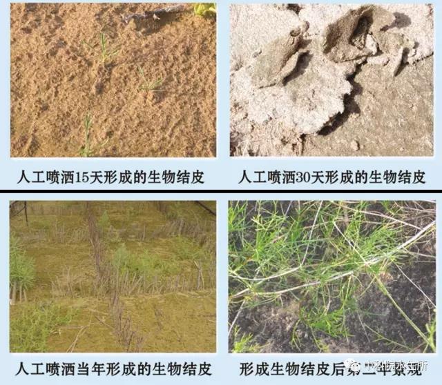 养殖蓝藻处理方式_池塘蓝藻治理方案_养殖池塘蓝藻防治技术