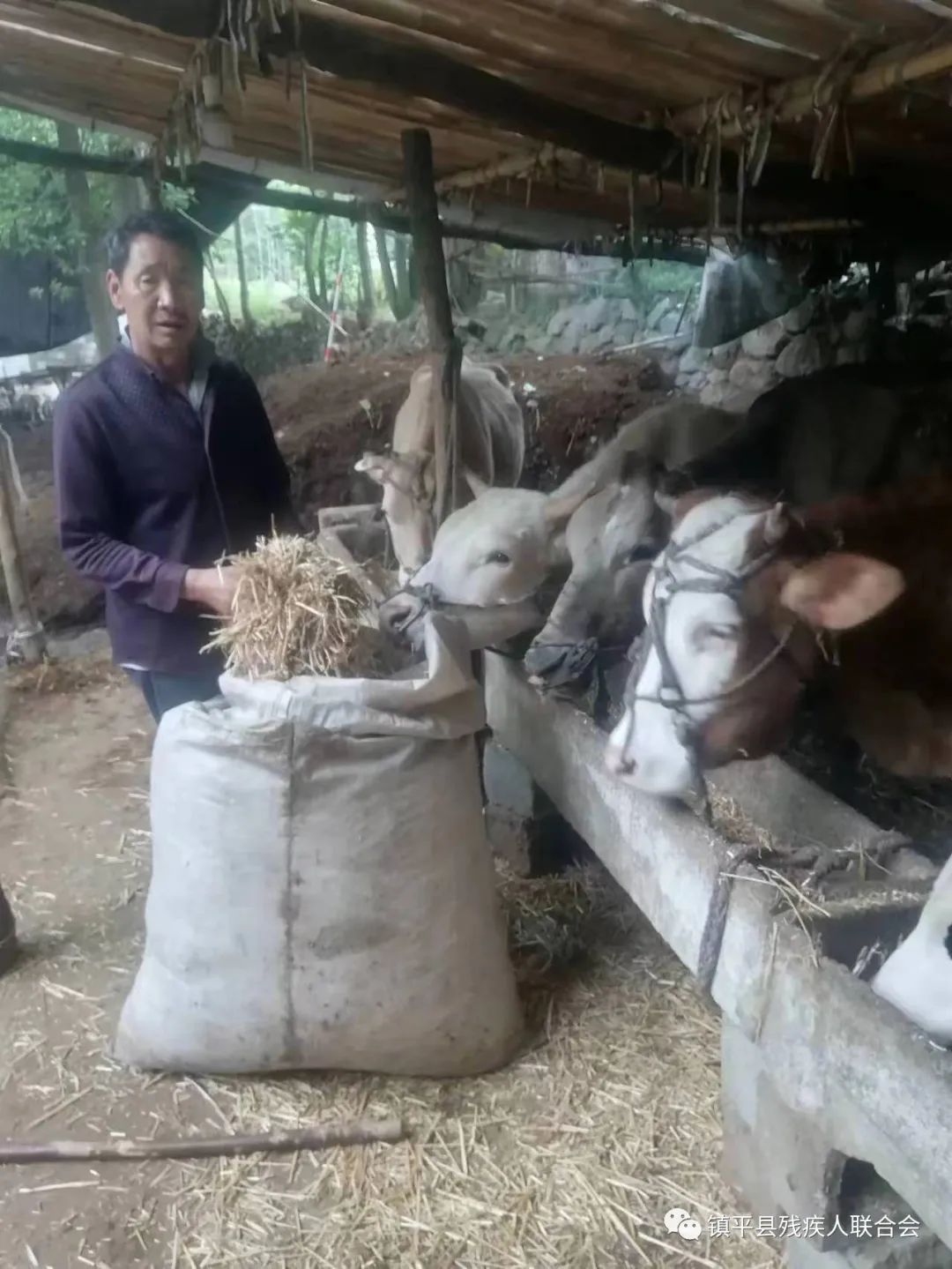 身残志坚走上致富路——刘朝银的养殖历程