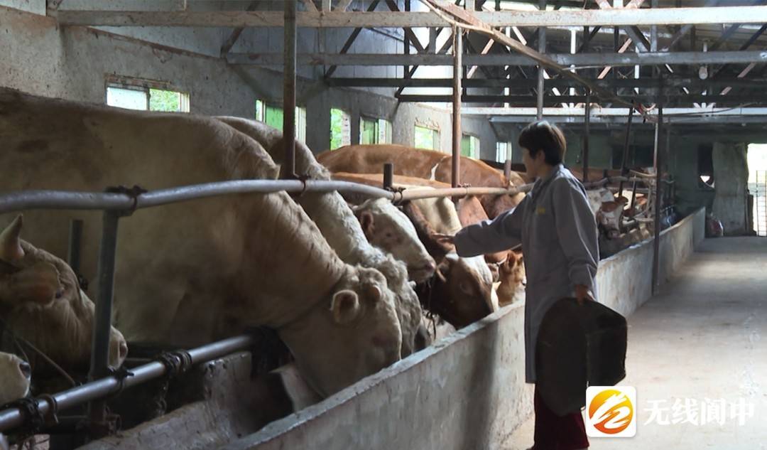 致富经肉牛养殖_致富经肉牛养殖场的视频_致富养殖肉牛视频