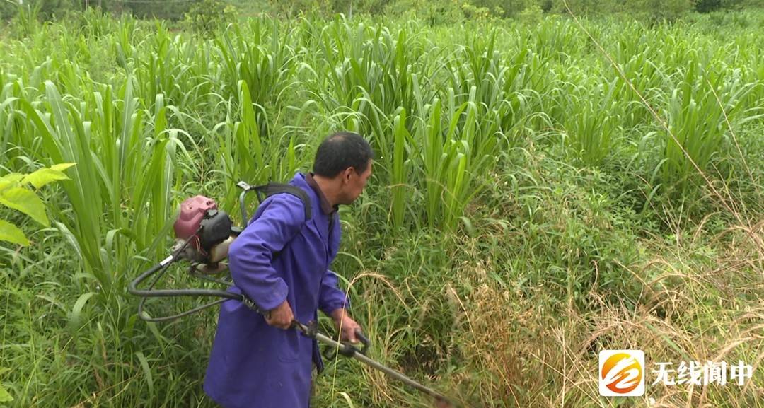 致富经肉牛养殖场的视频_致富经肉牛养殖_致富养殖肉牛视频