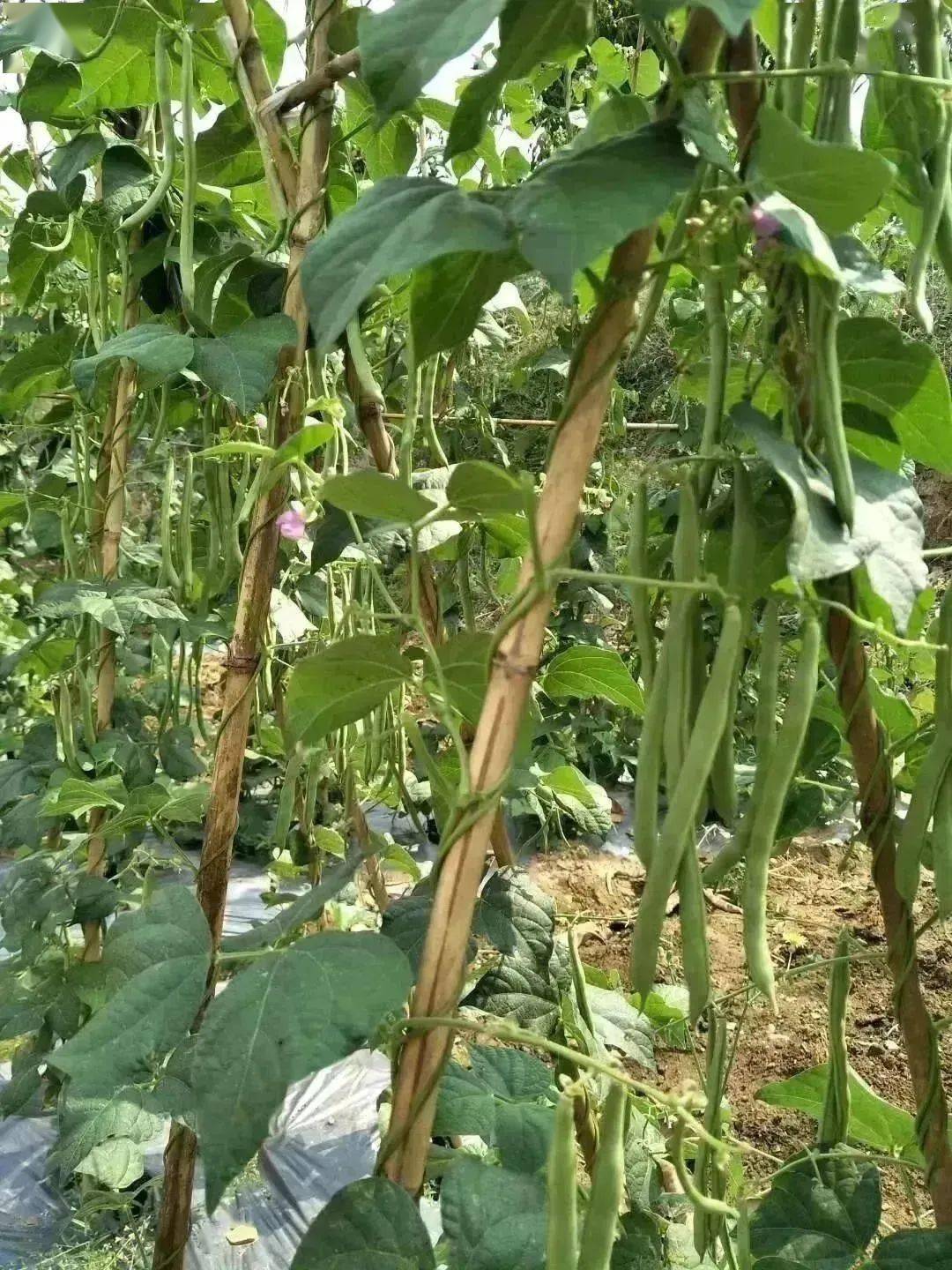 保山 | 镇安镇邦别社区：种植小筋豆 开拓致富路