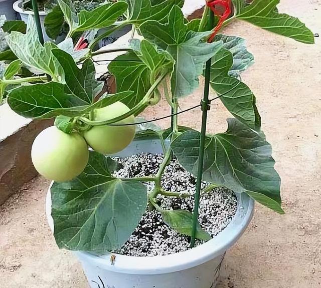 阳台甜瓜的种植技术_阳台种植甜瓜技术要点_阳台种植甜瓜技术要求