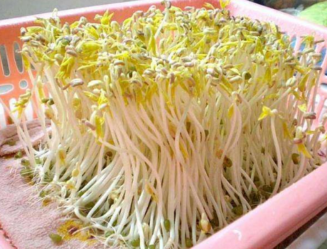 自己在家种豆芽，1个平底锅，4天一茬，随吃随种，安全更放心
