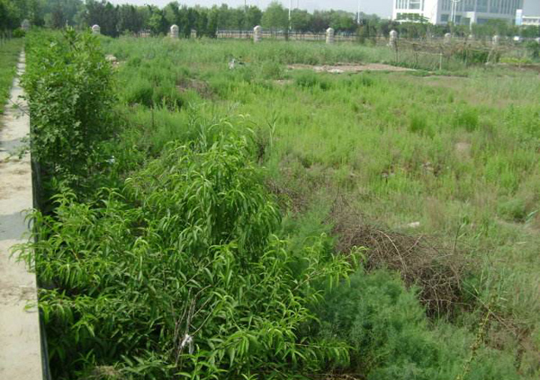 荒地种植什么不愁销路？山坡旱地种植什么好？