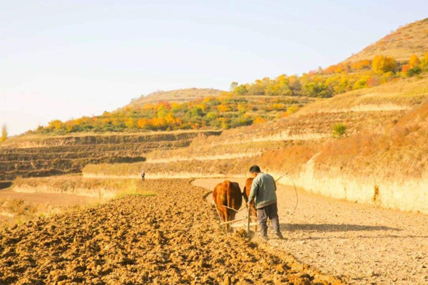荒地种植什么不愁销路？山坡旱地种植什么好？