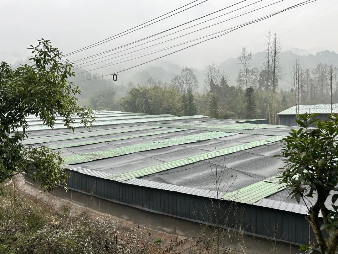 石蛙养殖赚钱吗_致富经养殖石蛙_致富养殖石蛙视频