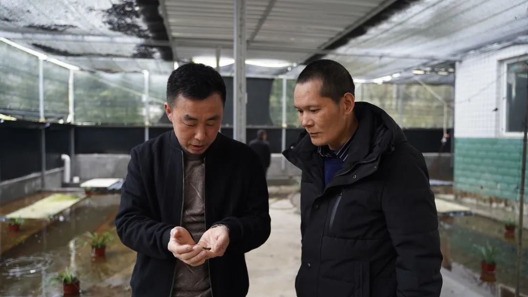 石蛙养殖赚钱吗_致富养殖石蛙视频_致富经养殖石蛙