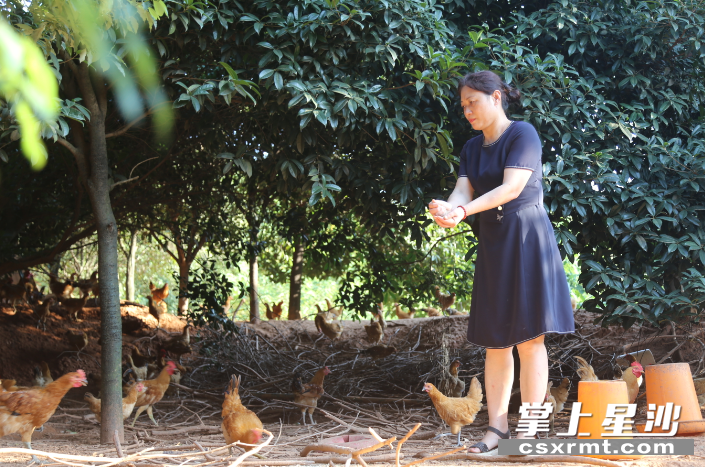 生态蛋鸡养殖技术视频_蛋鸡养殖视频教程_最新蛋鸡养殖技术视频