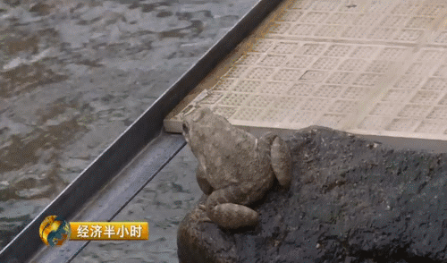 致富经养殖石蛙_致富养殖石蛙视频_石蛙养殖赚钱吗