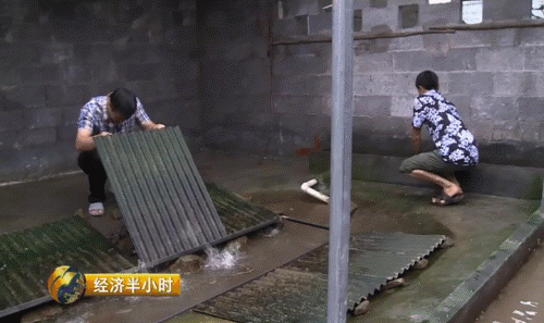 石蛙养殖赚钱吗_致富经养殖石蛙_致富养殖石蛙视频