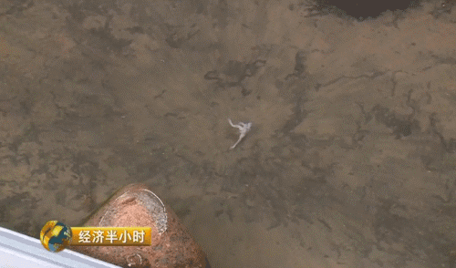【调查】这就是浙商的智慧！木材商人养石蛙，一年能赚200万！