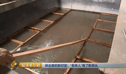 致富养殖石蛙视频_石蛙养殖赚钱吗_致富经养殖石蛙