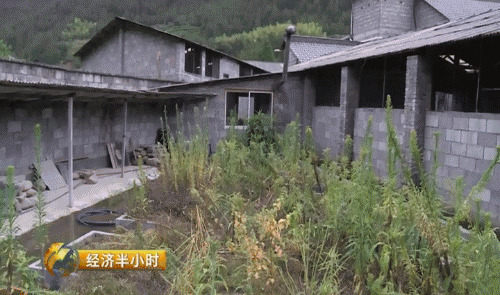 致富经养殖石蛙_致富养殖石蛙视频_石蛙养殖赚钱吗