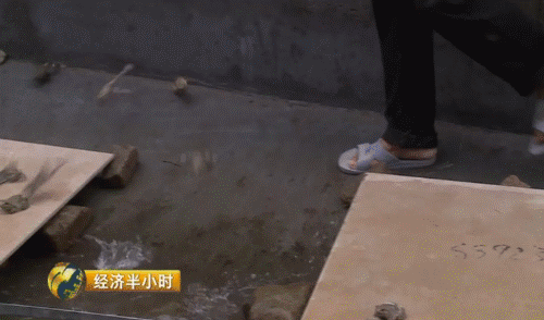 致富经养殖石蛙_致富养殖石蛙视频_石蛙养殖赚钱吗