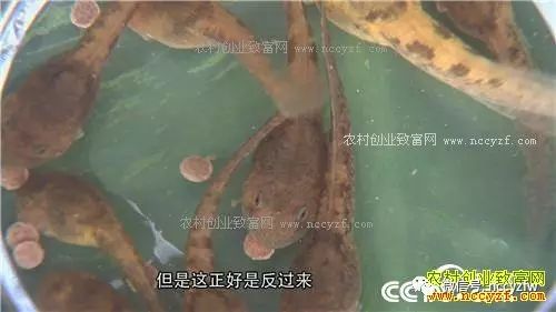 石蛙养殖致富经_石蛙养殖赚钱吗_致富经养殖石蛙