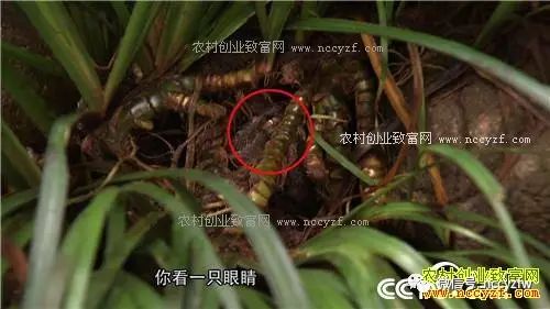 石蛙养殖赚钱吗_石蛙养殖致富经_致富经养殖石蛙