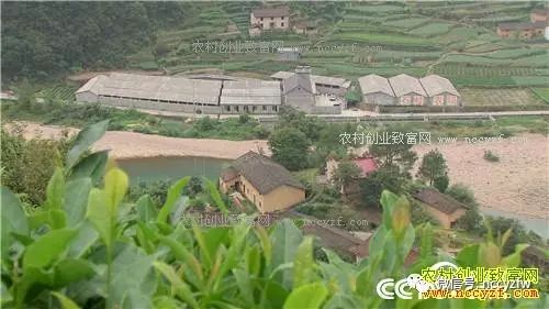石蛙养殖致富经_致富经养殖石蛙_石蛙养殖赚钱吗