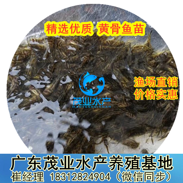 鲜活水产黄骨鱼苗大量出售福建黄颡鱼苗养殖场提供养殖分析