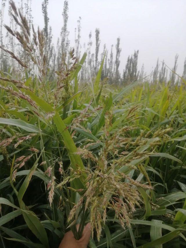 苏丹草种植条件_苏丹草种植技术要求_苏丹种植草技术要求有哪些