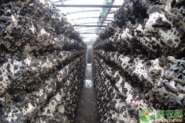 黑木耳棚室挂袋栽培技术详解-图片版权归惠农网所有