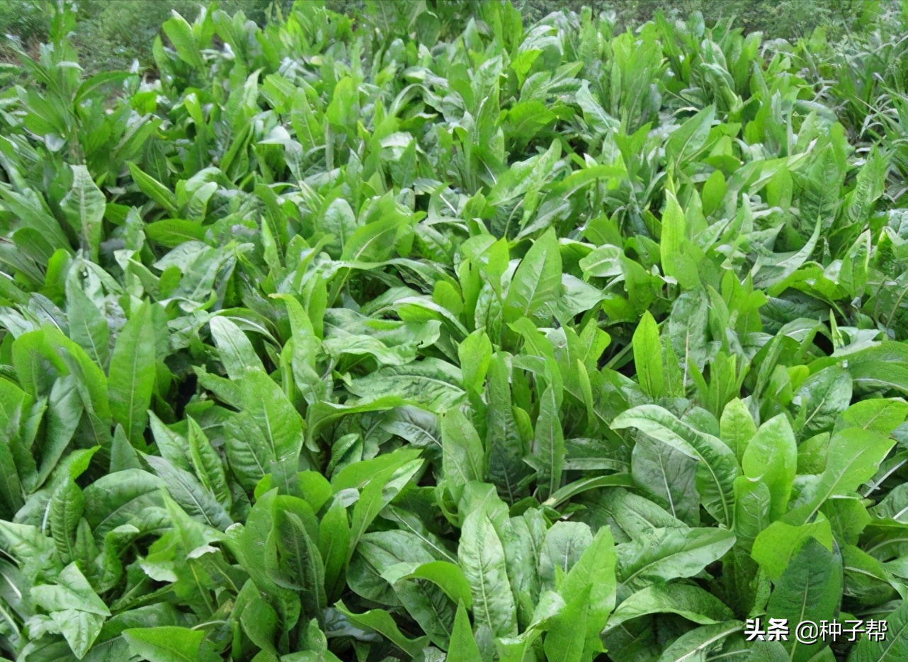 苏丹草种植技术要求_苏丹种植草技术要求是什么_苏丹种植草技术要求高吗