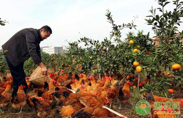 土鸡养殖技术及防疫管理-图片版权归惠农网所有