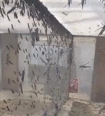 昆虫养殖致富吗_昆虫养殖什么市场前景看好_昆虫养殖