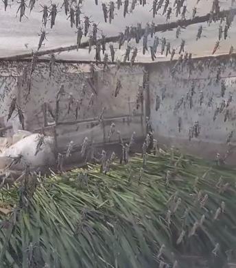 昆虫养殖什么市场前景看好_昆虫养殖致富吗_昆虫养殖