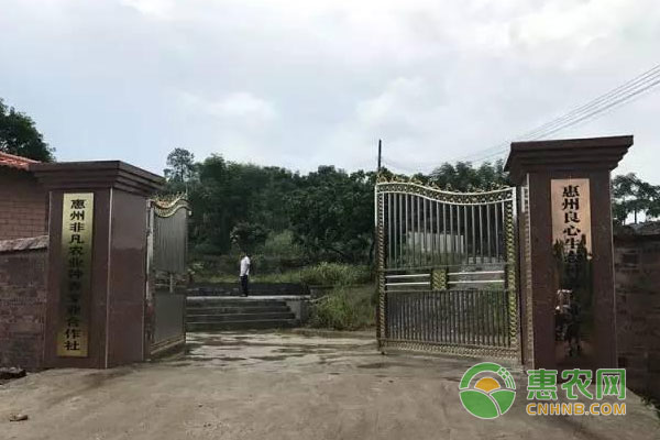养殖致富经：被一抢而空的高价香猪