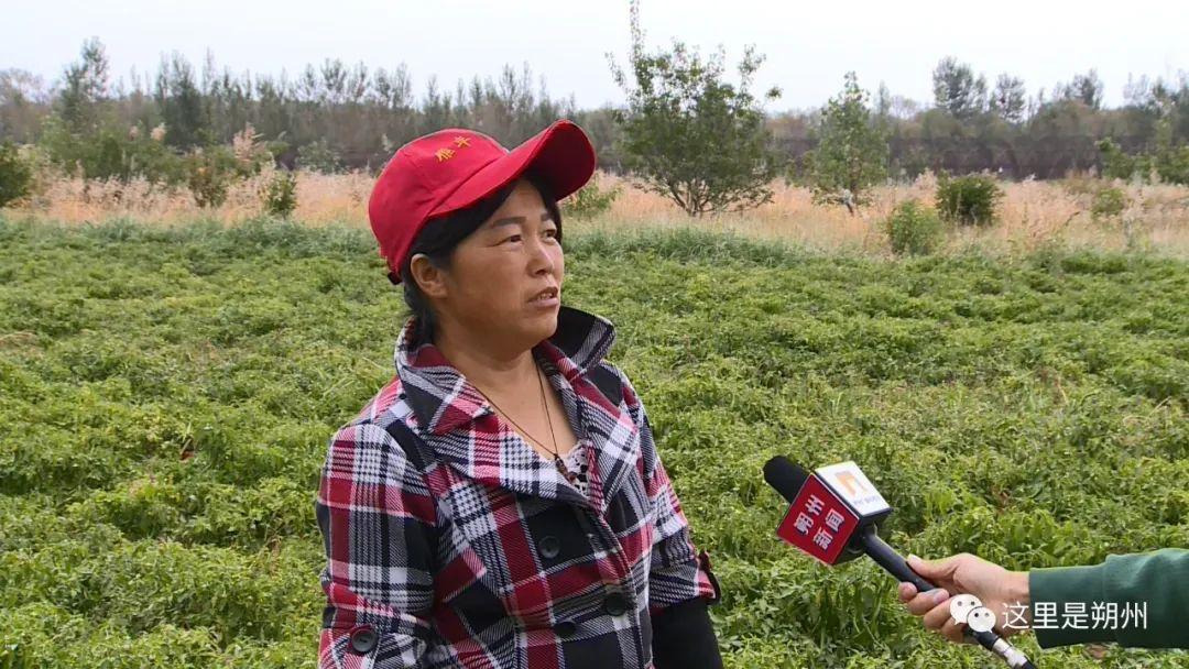 线椒种植致富_线椒种植利润_线椒种植成本