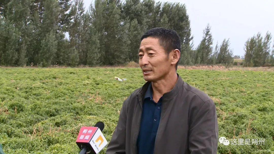 线椒种植成本_线椒种植致富_线椒种植利润