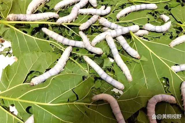 养殖致富最佳方法_致富养殖最佳方法是什么_致富养殖最佳方法视频