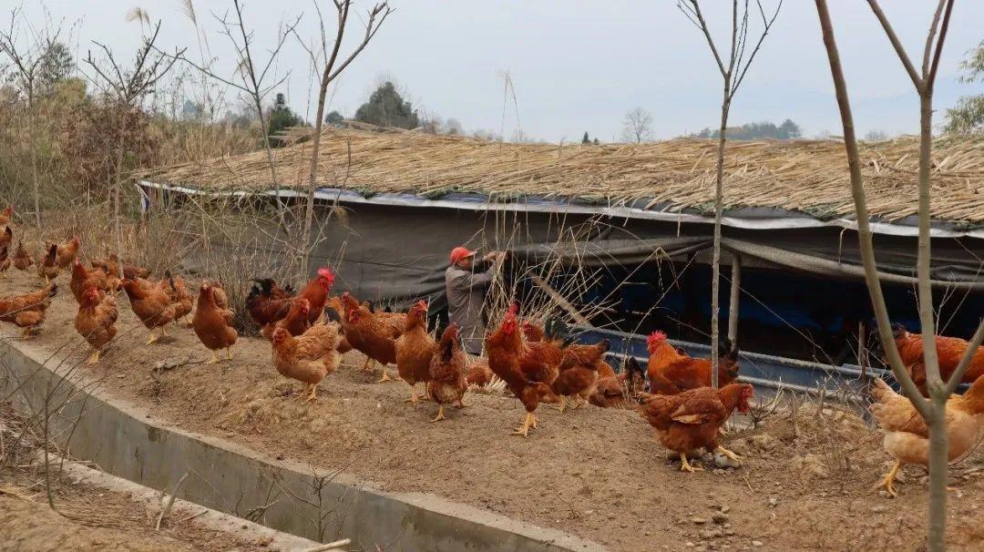 河边农场_河边农场规划_致富经创业河边开个农庄
