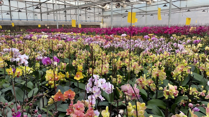 致富门路花卉种植_花卉致富种植门路图_种花致富经