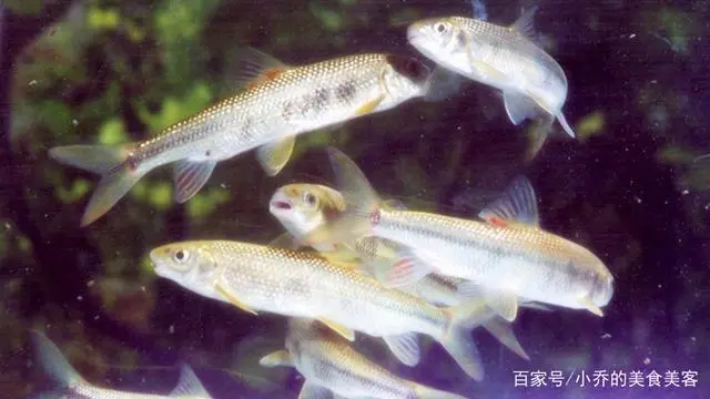 养乌鱼技术视频_乌鳢鱼的养殖技术_如何养殖乌鱼