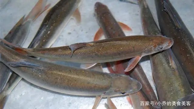 如何养殖乌鱼_养乌鱼技术视频_乌鳢鱼的养殖技术